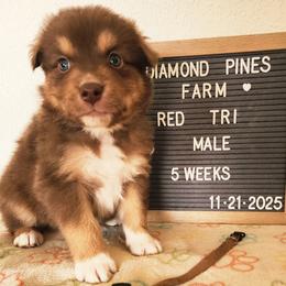 Tan - Red tri-color male Australian Shepherd puppy in Camp Verde, Arizona from Diamond Pines Farm
