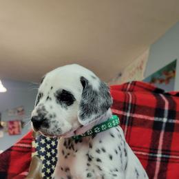 Acorn - White and black male Dalmatian puppy in Grant, Michigan from Savannah Woltanski