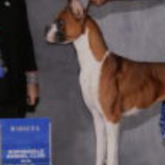Boxers from Margaret Bramlett's Boxers