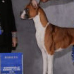 Boxers from Margaret Bramlett's Boxers