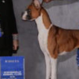 Boxers from Margaret Bramlett's Boxers