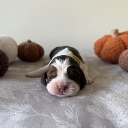 Navy (formerly Suede) - Liver white and tan female English Springer Spaniel puppy in Saratoga Springs, New York from Saratoga Springers NY