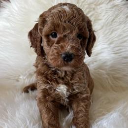F64 - Sable female Goldendoodle puppy in West Point, Iowa from Jim Anderson