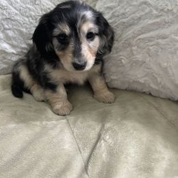 Dachshund Puppies from Luyala Dachshunds
