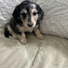 Dachshund Puppies from Luyala Dachshunds