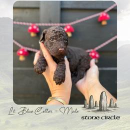 Stone Circle - Lt. Blue Collar - Chocolate male Goldendoodle puppy in Garland, Texas from Twilight Doodles