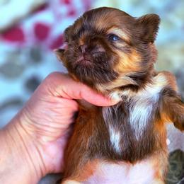 Avalon she's 3000 - Red female Shih Tzu puppy in Richmond, Texas from Aleka Shih Tzu