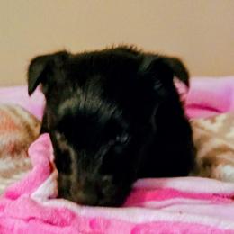 Blk Female 3 - Black female Scottish Terrier puppy in Smiths Grove, Kentucky from Moore's We Little Farm AKC Scotties