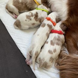 Cavalier King Charles Spaniel Puppies from Ellas.Pups