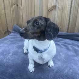 Pebbles - Dachshund