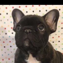 French Bulldog Puppies from Sharp-Noble French Bulldogs