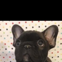 French Bulldog Puppies from Sharp-Noble French Bulldogs