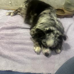 Miniature Australian Shepherd and Toy Australian Shepherd Puppies from Cherry Grove Kennel