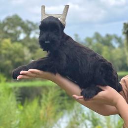 Cropped female - Black female Giant Schnauzer puppy in Lithia, Florida from Elegy Kennels