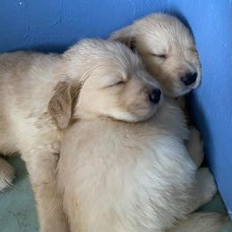 Golden Retrievers from East Gate Goldens