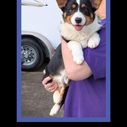 Bambi - Black and tan male Pembroke Welsh Corgi puppy in Charleston, West Virginia from Lone Pine Corgis