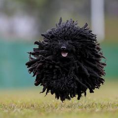 Puli All Grown Up from Bowmaker Pulik