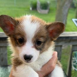 Girl 2 - Sable female Pembroke Welsh Corgi puppy in Nevada, Iowa from Rogers AKC Corgis of Iowa.