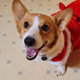 American Corgis and Pembroke Welsh Corgis from K&S Corgis