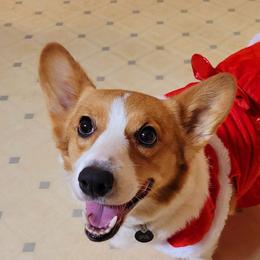American Corgis and Pembroke Welsh Corgis from K&S Corgis