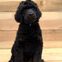 Portobello - Phantom male Poodle puppy in Arroyo Grande, California from Ever So Clever Poodles
