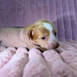 Girl 3 - Red female Chinese Crested puppy in Aberdeen, Idaho from Willow Creek Cresteds