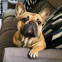 Gigi  - French Bulldog