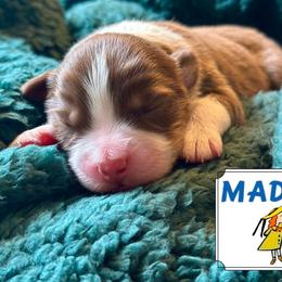 Madeline - Red tri-color female Australian Shepherd puppy in Liberty Hill, Texas from Emerald Isle Australian Shepherds