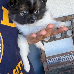 Piper - Black parti female Pomeranian puppy in Costa Mesa, California from Wheresmil0
