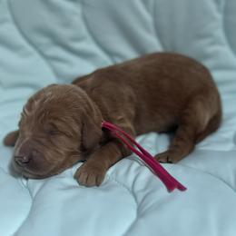 Steffy - Red  female Goldendoodle puppy in Placerville, California from New Dawn Poodles and Doodles