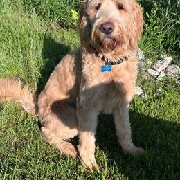 Valor - Labradoodle