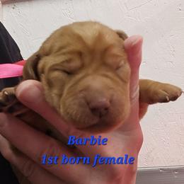 Barbie - Yellow female Labrador Retriever puppy in Sidney, Nebraska from Nebraska Strong Labradors