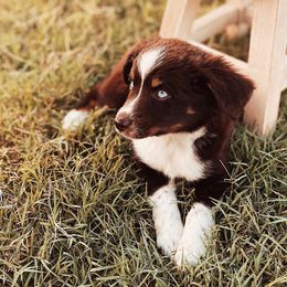 River - Miniature Australian Shepherd