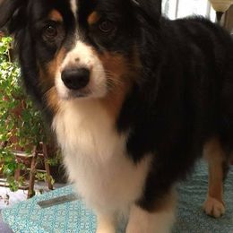 Australian Shepherds and Miniature American Shepherds from Artic Rose
