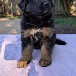 Orange collar - Black and red female German Shepherd puppy in Millan, Illinois from Volhouden German Shepherds