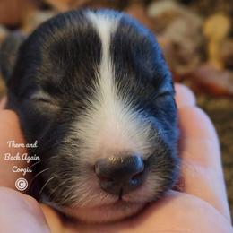 Garnet - Black and white male Cardigan Welsh Corgi puppy in Winston, Oregon from There and Back Again Corgis