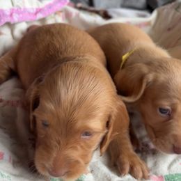 Dachshund Puppies from Golden Dachshunds