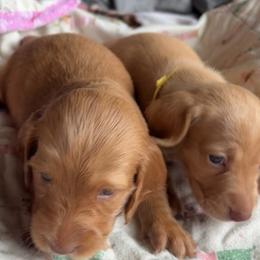 Dachshund Puppies from Golden Dachshunds