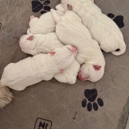 Boy 3 - White male West Highland White Terrier puppy in Red Rock, Texas from Red Rock Farms