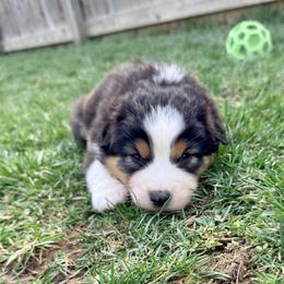 Mayo (Purple collar) - Black tri-color male Australian Shepherd puppy in Ashland, Ohio from SS Australian Shepherds