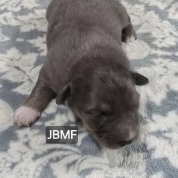 Jg5 - Red & white female Miniature Australian Shepherd puppy in Bend, Oregon from Badlands Toy and Mini Aussies