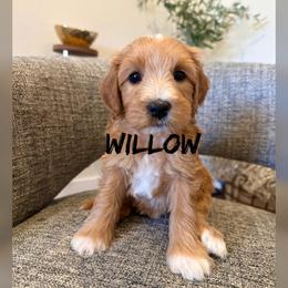 Willow - Apricot female Goldendoodle puppy in Glendale, Arizona from Follow Your Bliss Doodles