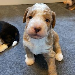 Boy 3 - Red male Bernedoodle puppy in Surprise, Arizona from Huckleberry Doodles