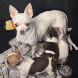 Tally - Chihuahua