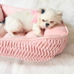 Ranger - Black and white female Chihuahua puppy in Sacramento, California from Honey Bee Chihuahua’s
