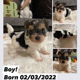 Biewer Terrier Puppies from Southern Star Biewers