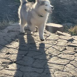 Cake - Gray and white Siberian Husky puppy in Udall, Kansas from Arctic Circle Kennels