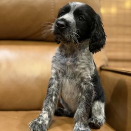Memphis aka Blue - Black and white male English Springer Spaniel puppy in Arcadia, Florida from Redemption Fields Springer Spaniels