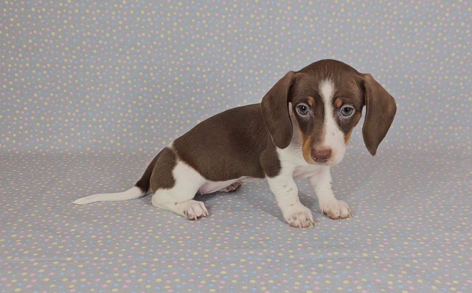Dachshund Puppies from Newbern's Nuggets