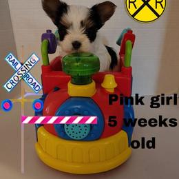 Lacey's Pink Girl - Parti female Yorkshire Terrier puppy in Inverness, Florida from Luvayorkie&more